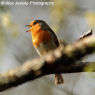 Robin